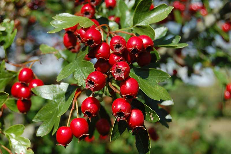 Hawthorn - Powerful Herb That Can Protect From Heart Attack