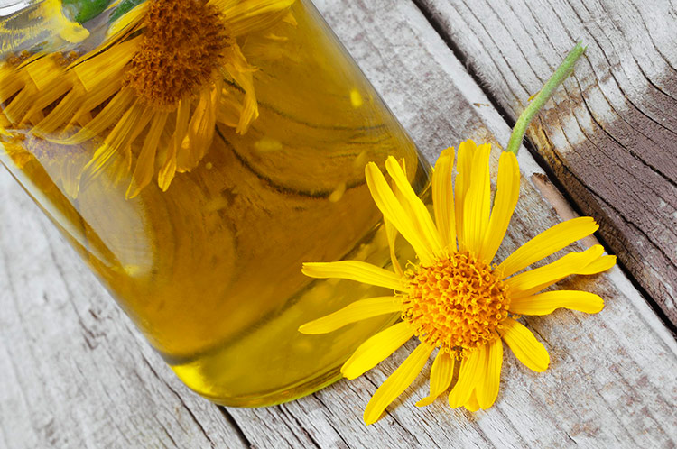 arnica-uses-benefits-and-contraindications-best-herbal-health