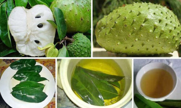 soursop-leaf-benefits-nutritional-properties-uses-and-preparation